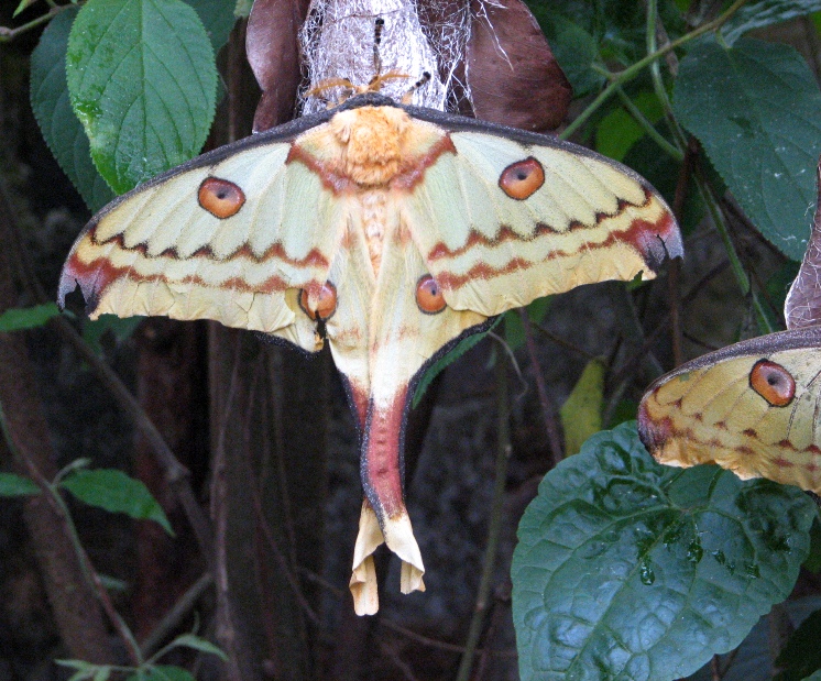 comet moth